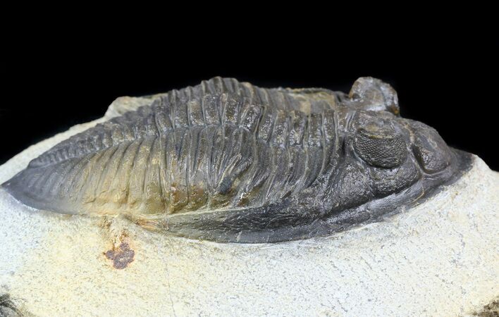 Bargain, Zlichovaspis Trilobite #56539